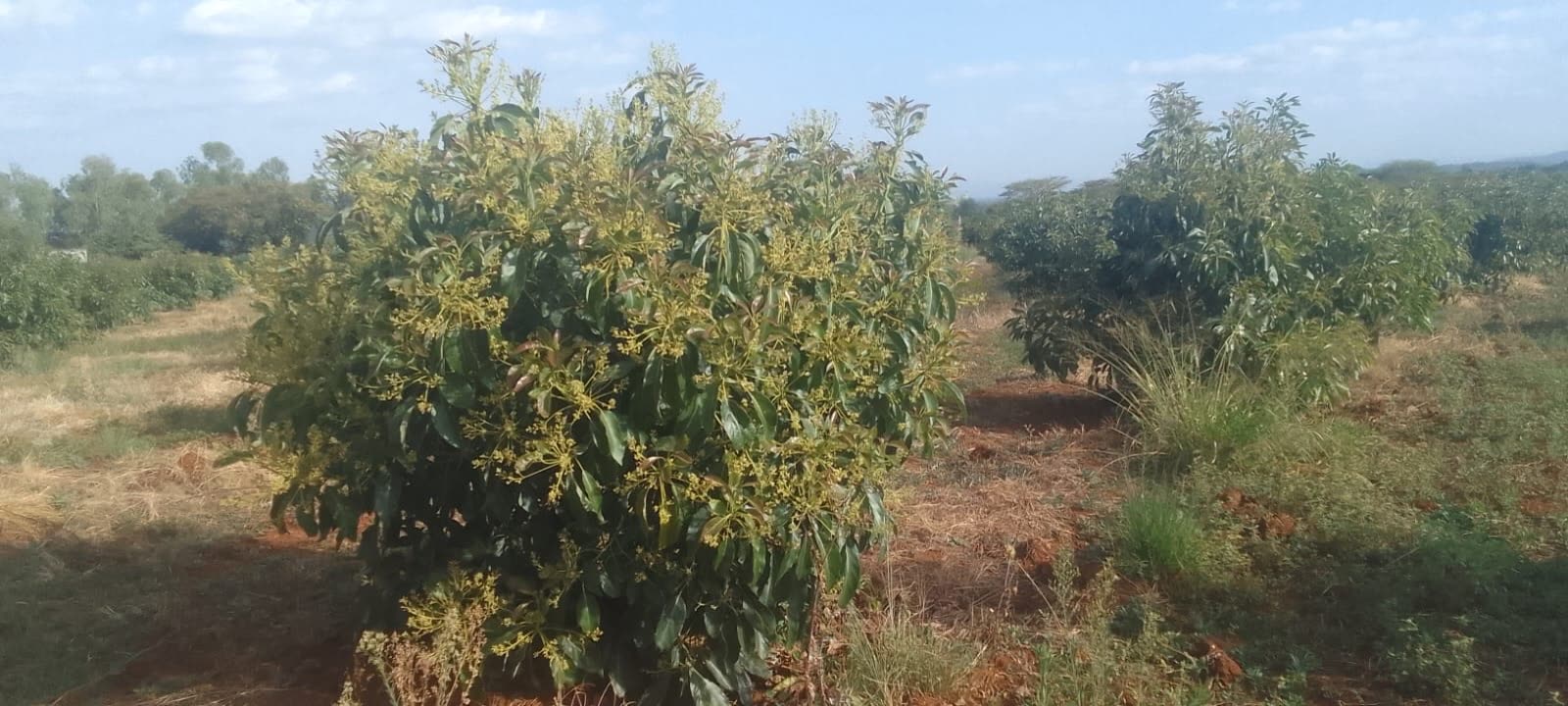A Hass avocado tree in full bloom at Kiplo Farm