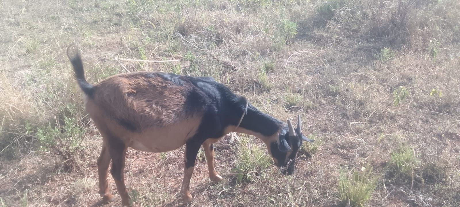 A goat grazing on open pasture at Kiplo Farm in Baringo County