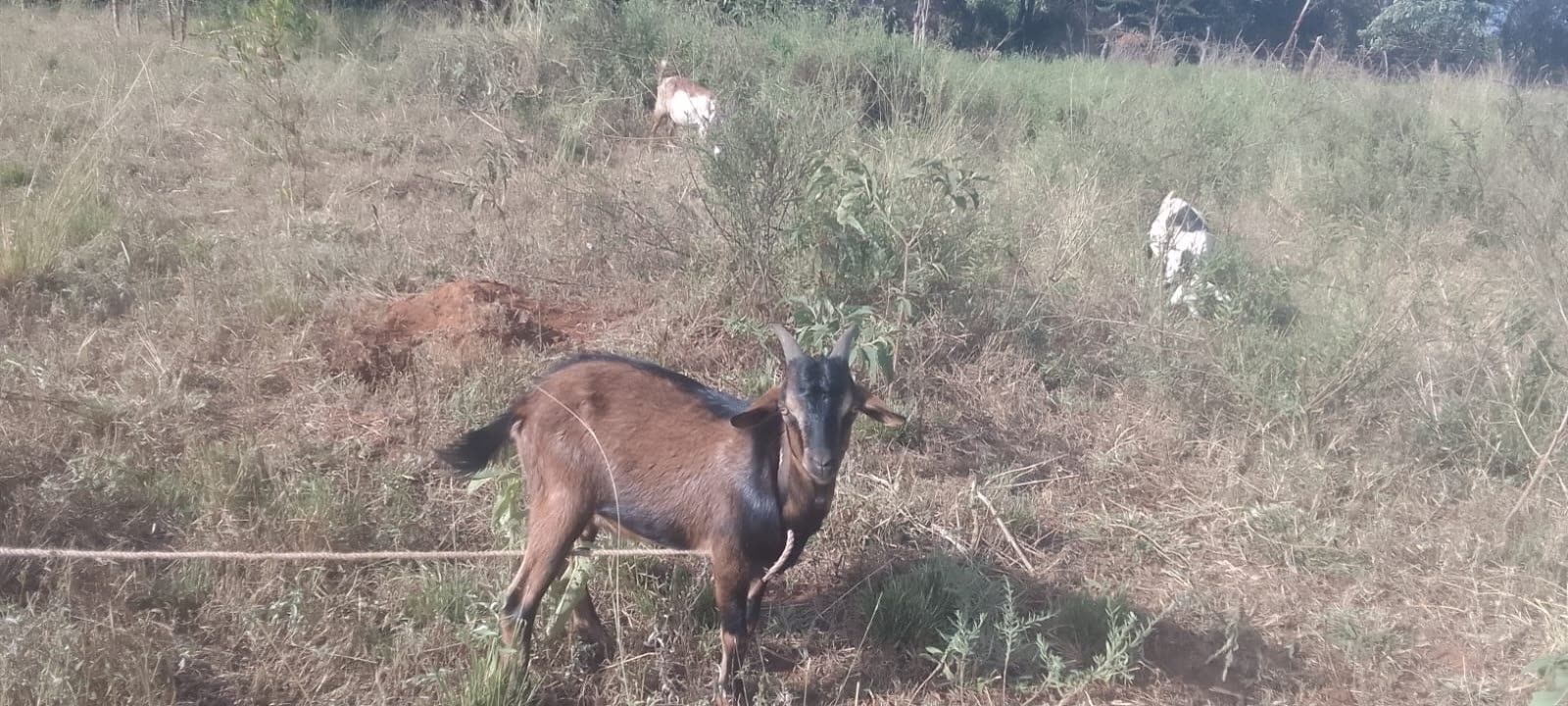 Goats spread across open grazing land at Kiplo Farm