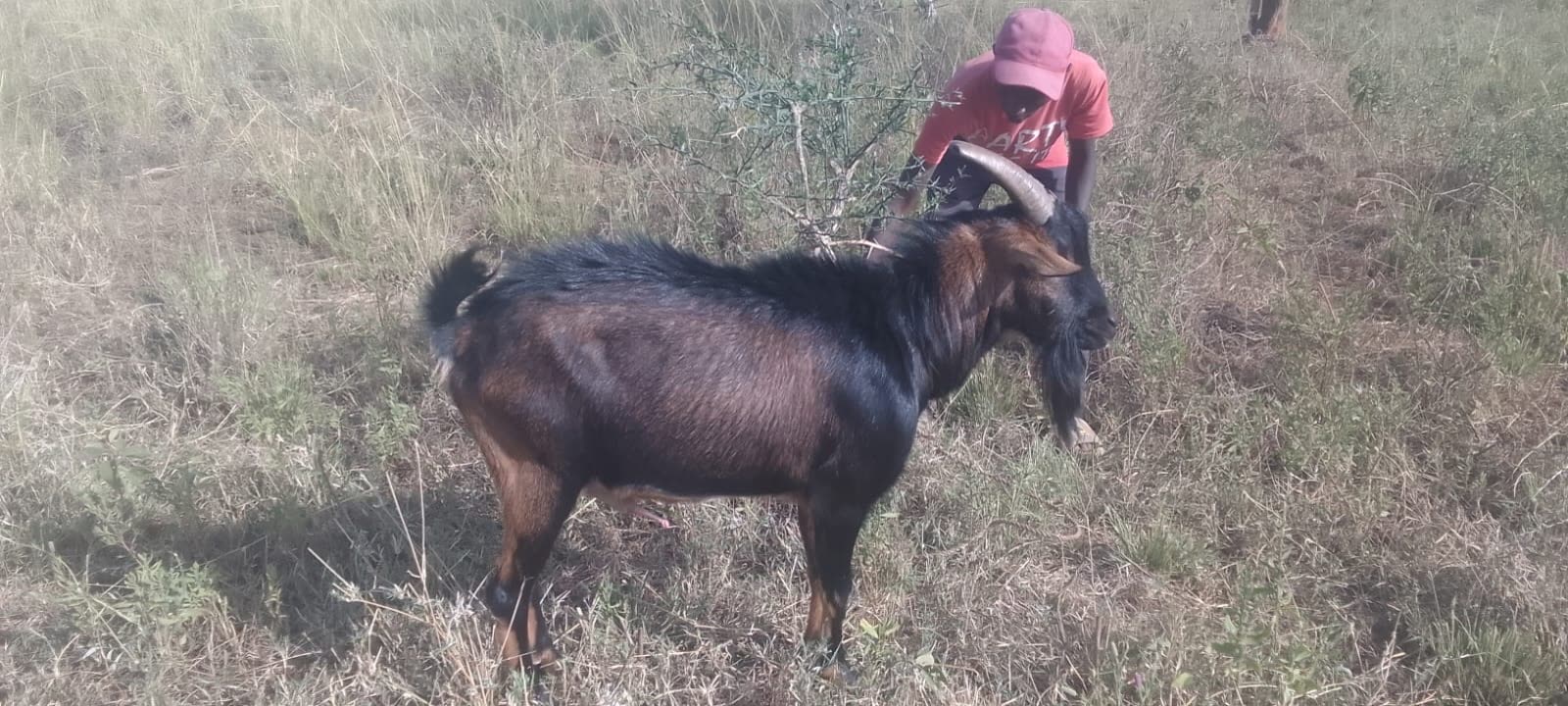 A herder with goats on Kiplo Farm's pasture
