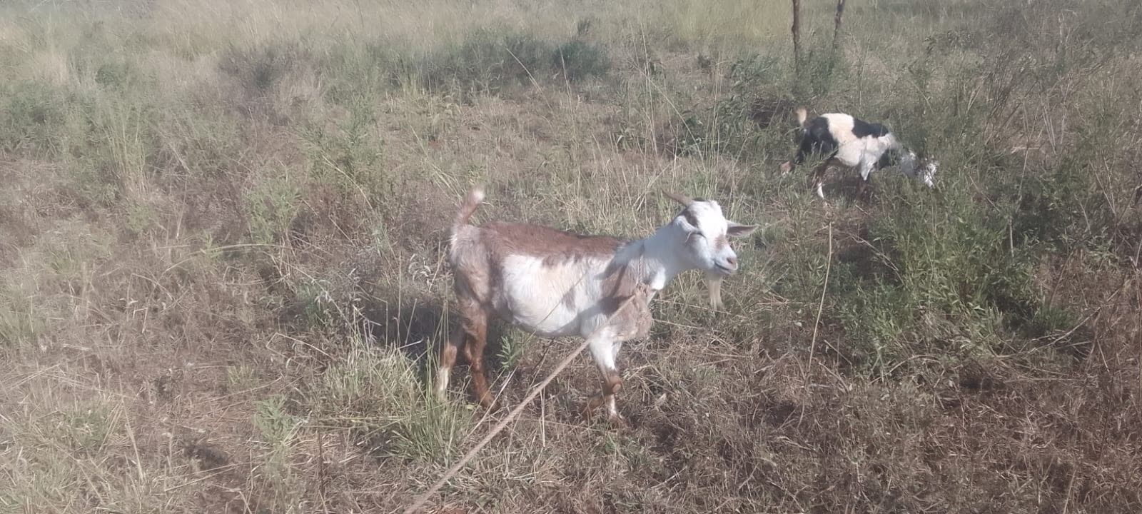 Two goats grazing among scrub on Kiplo Farm's pasture