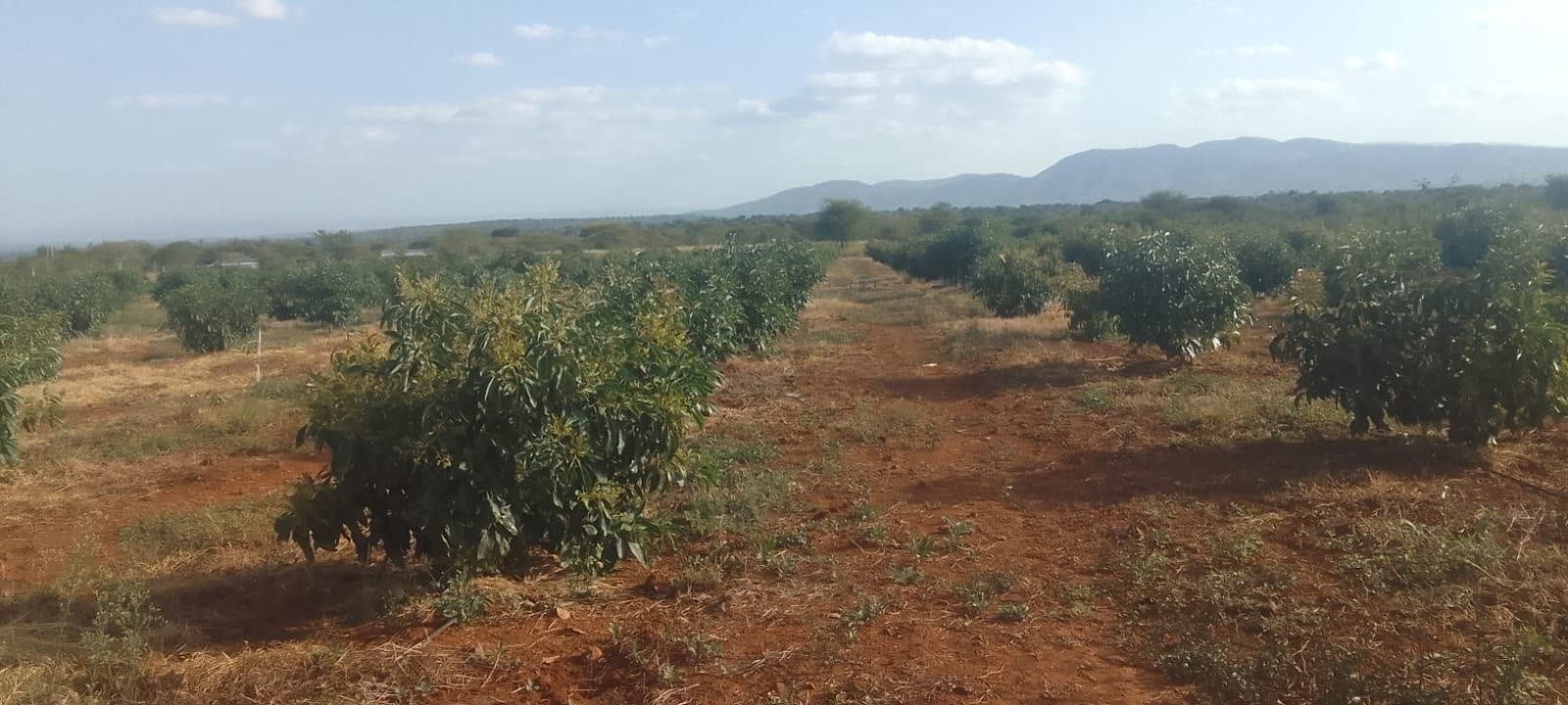 Rows of Hass avocado trees in red volcanic soil with the Baringo hills behind