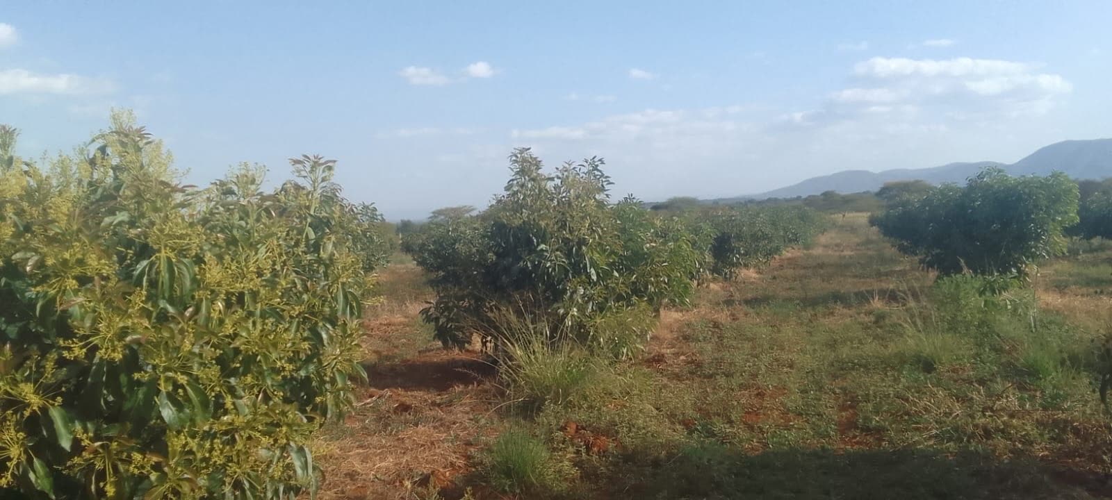 Wide view of Kiplo Farm's Hass avocado orchard with the Baringo hills on the horizon