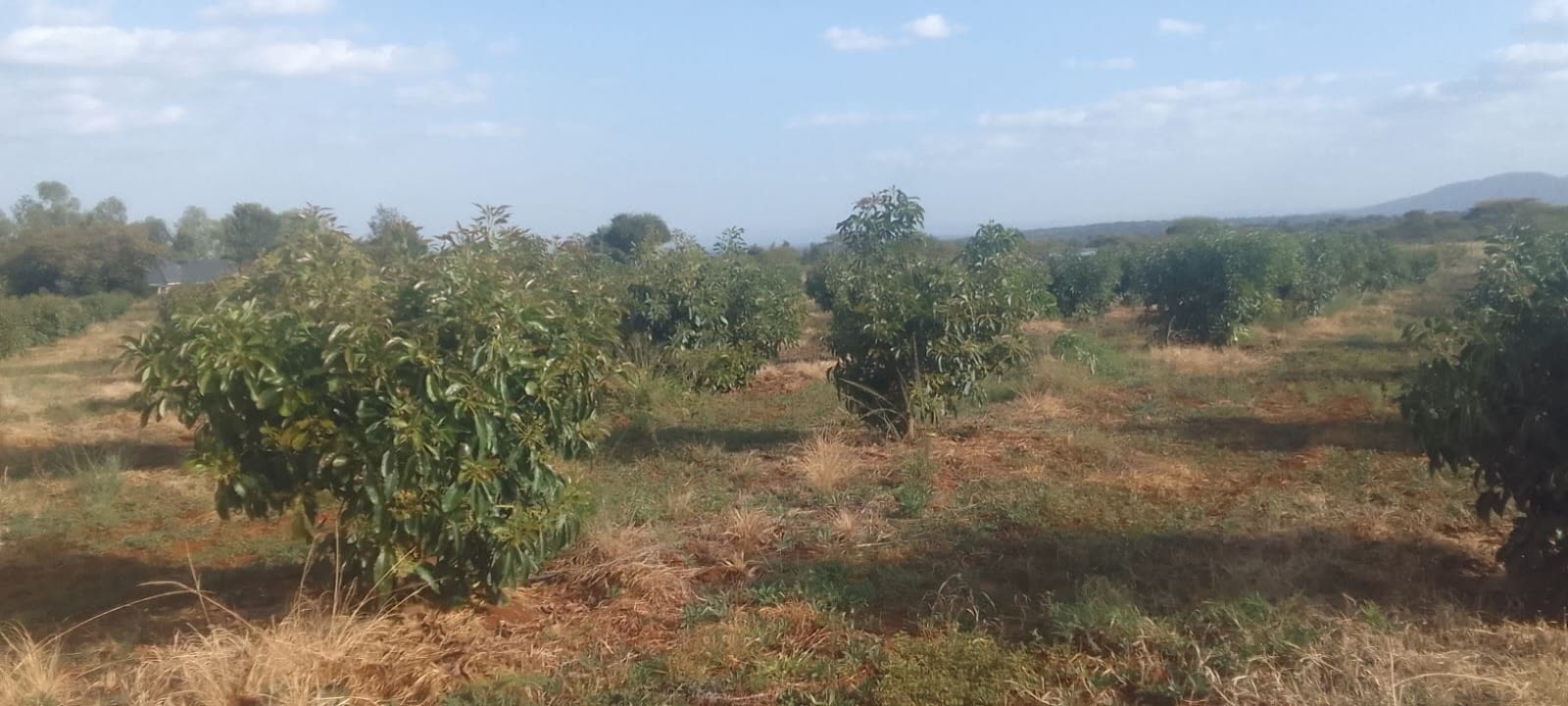 Established avocado canopy across the Kiplo Farm orchard block