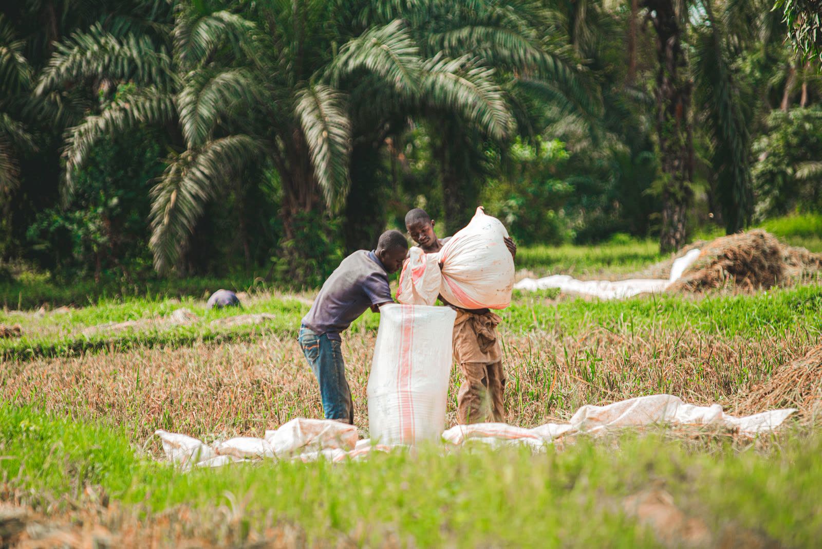 Farm workers filling sacks with harvested crops, ready for aggregation