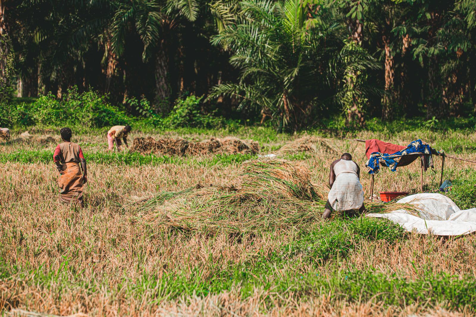 Farm workers harvesting together in the field